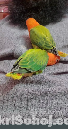 Love Bird, Green Opaline Baby, Hand Tem. লাভ বার্ড পাখি